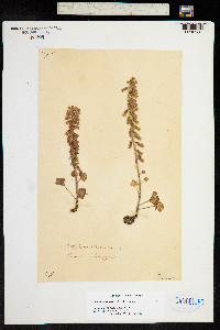 Umbilicus rupestris image