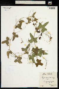 Bryonia dioica image