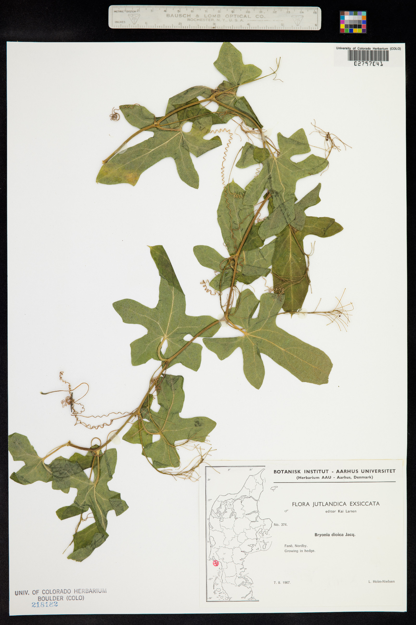 Bryonia dioica image