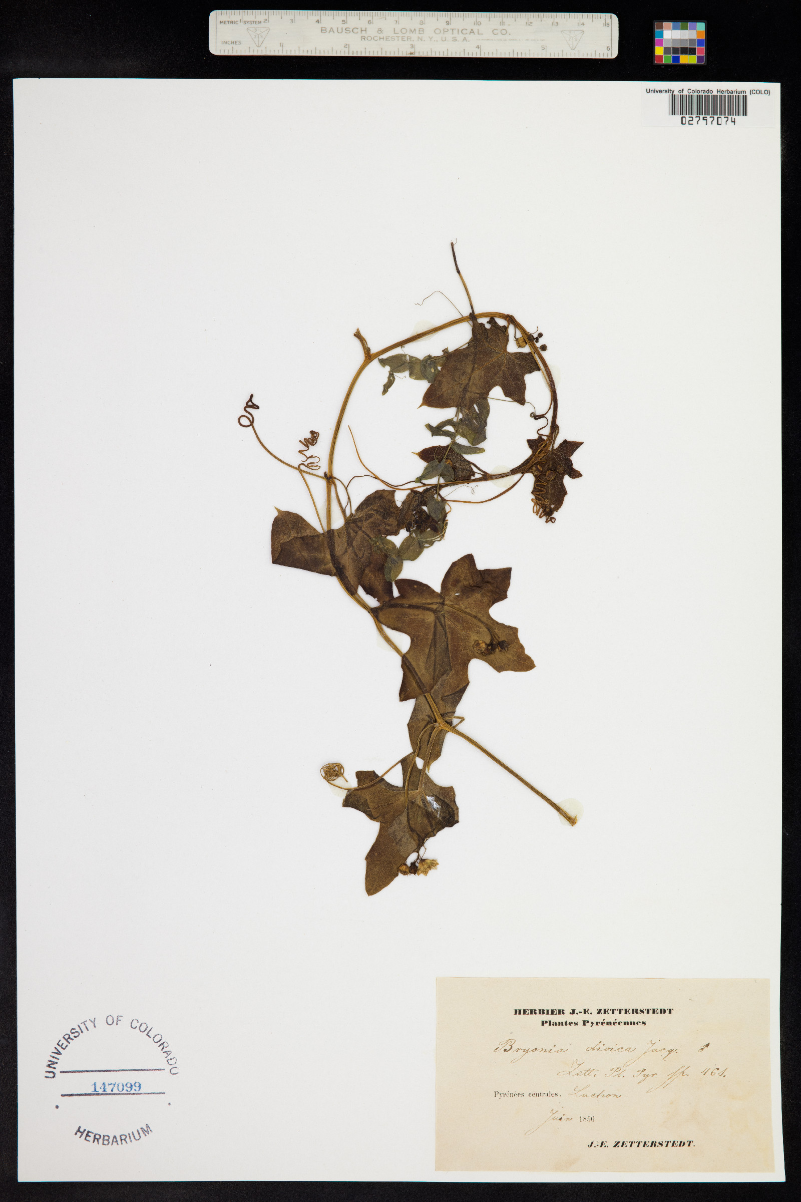 Bryonia dioica image