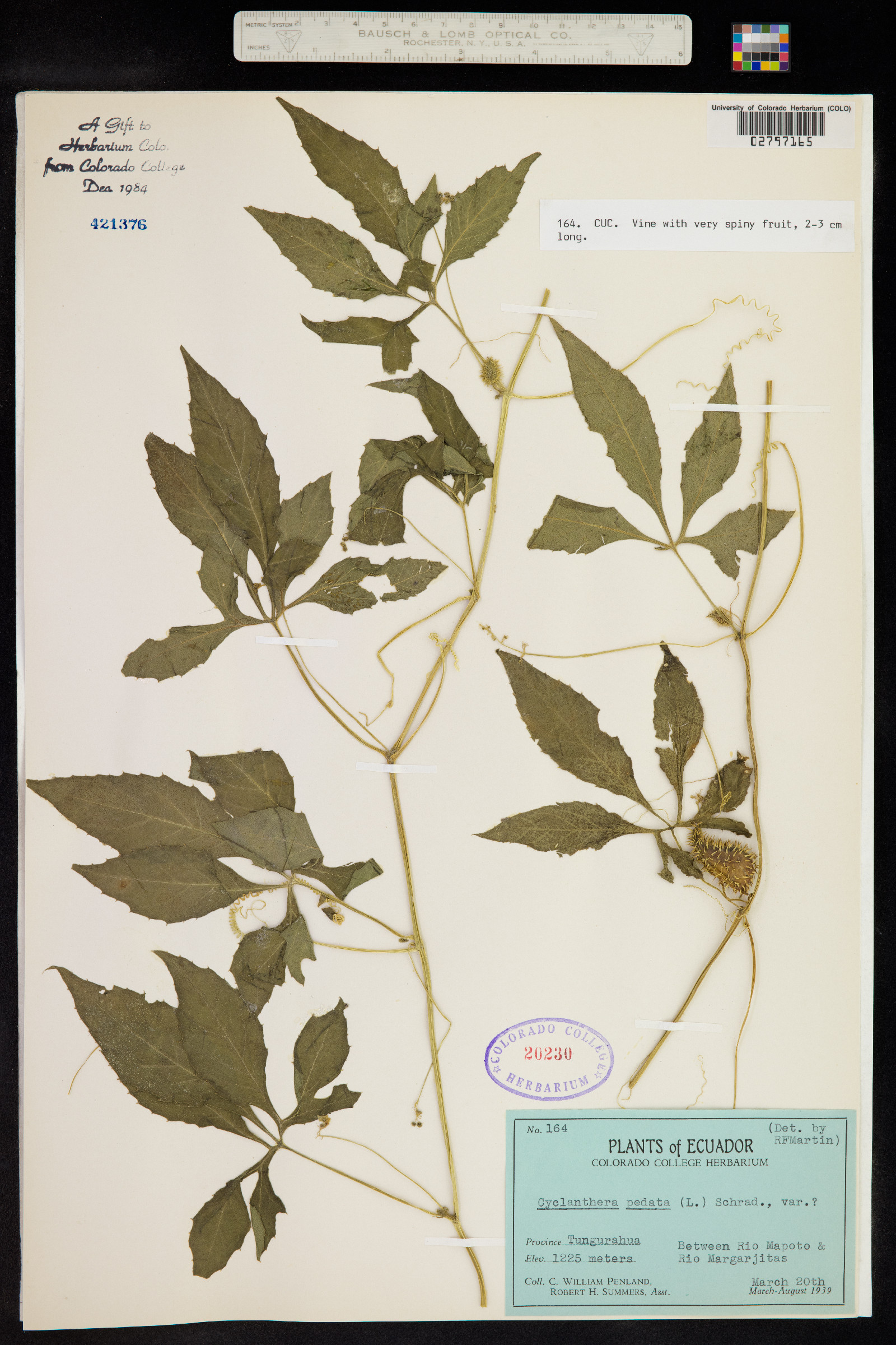 Cyclanthera pedata image