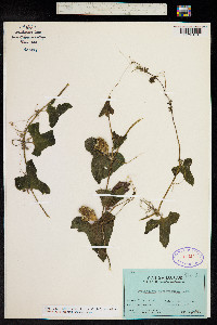 Image of Cyclanthera brachybotrys