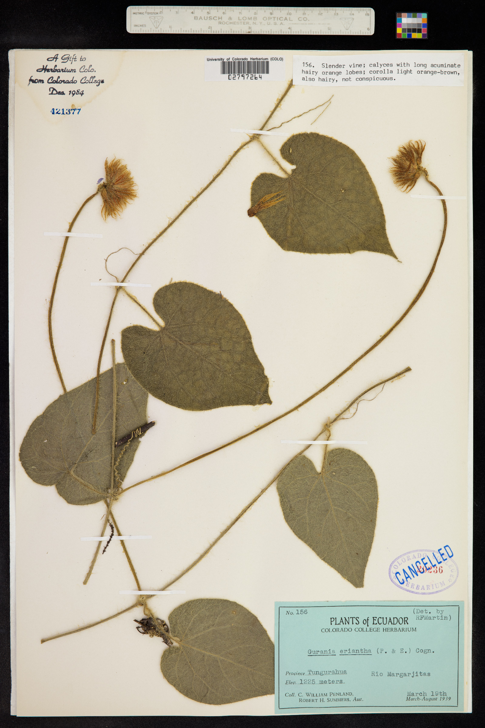 Gurania eriantha image