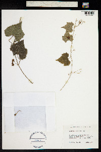Image of Melothria punctata
