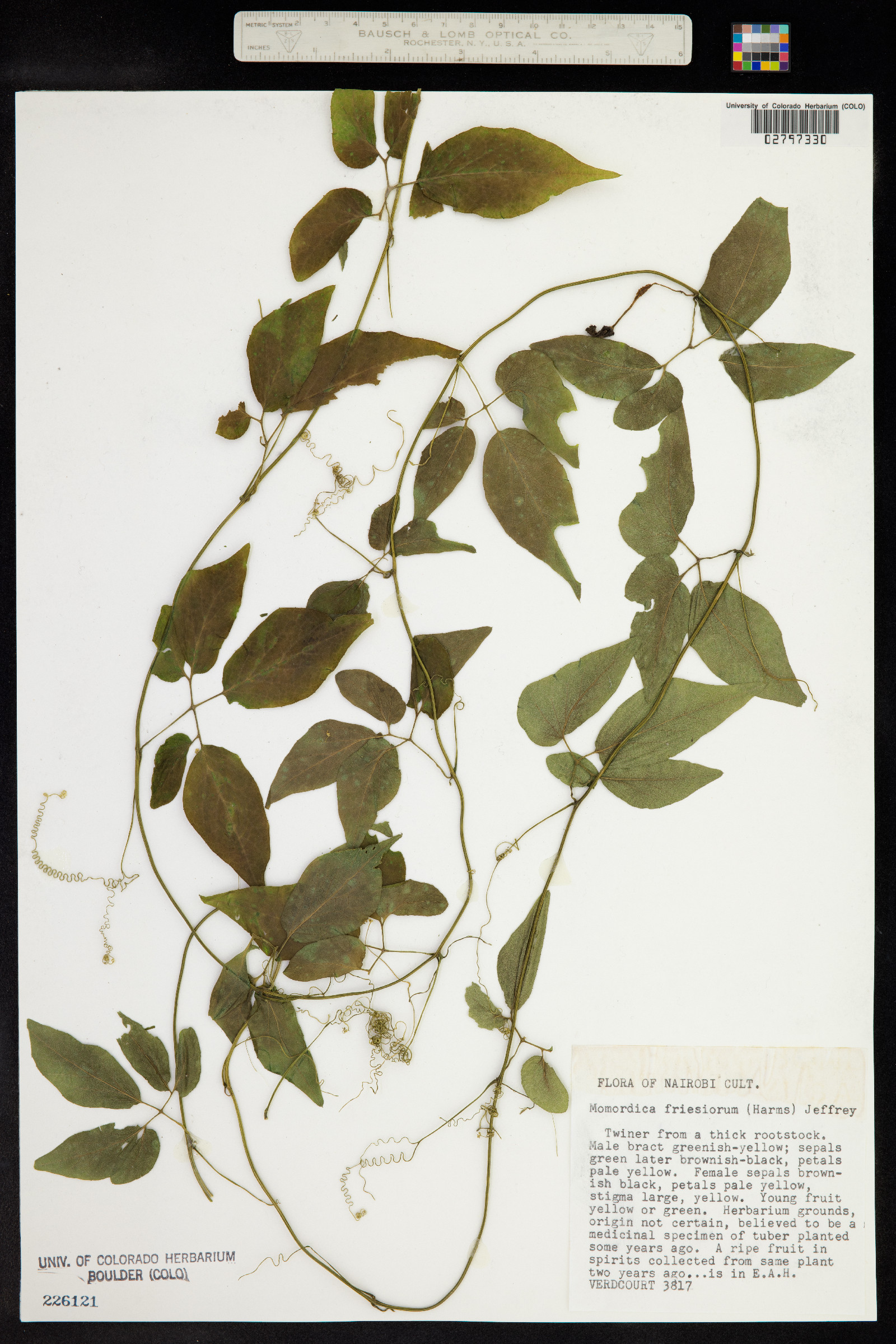 Momordica friesiorum image