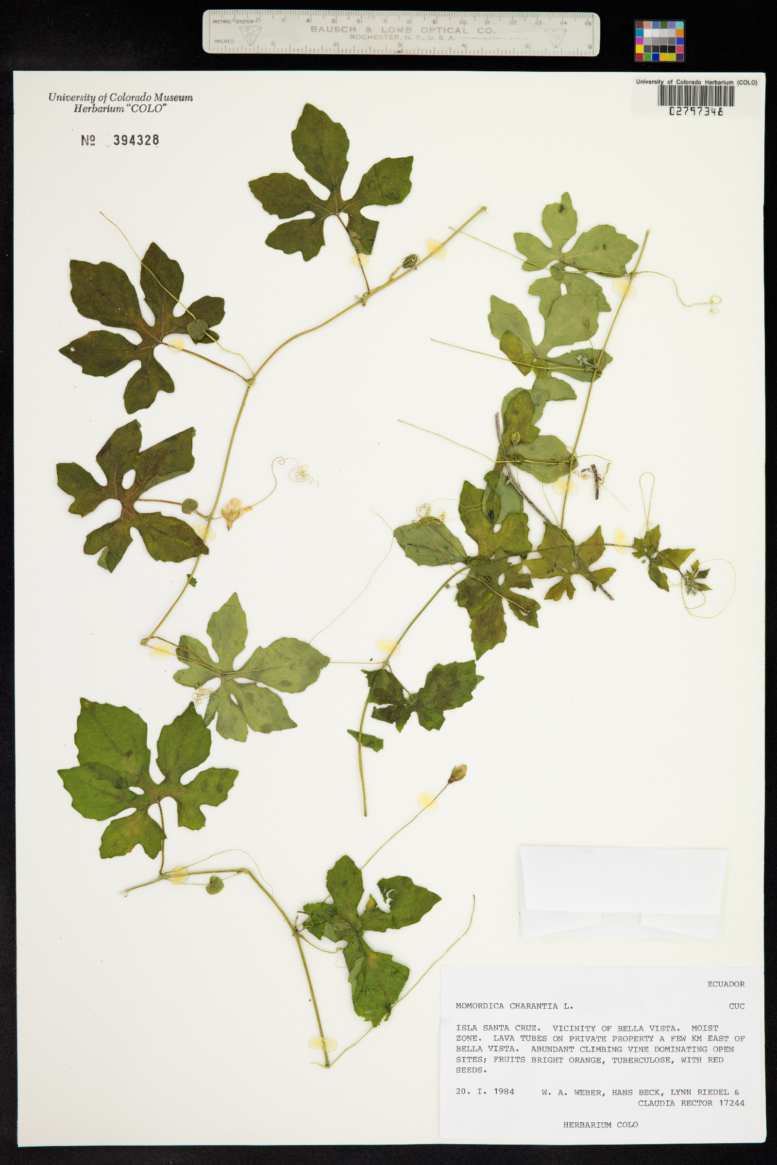 Momordica charantia image