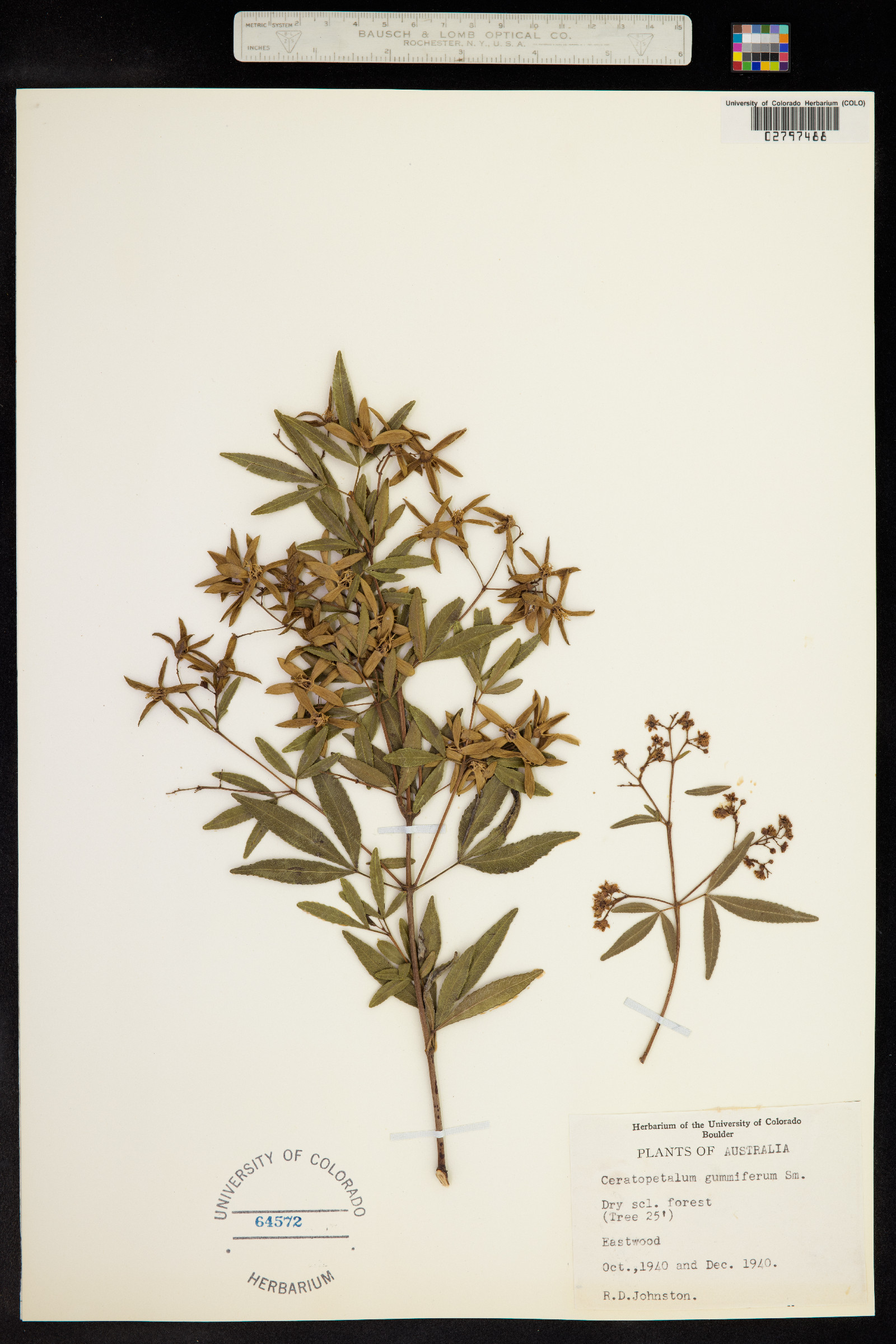 Ceratopetalum gummiferum image