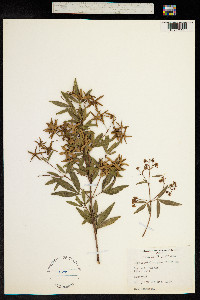 Ceratopetalum gummiferum image