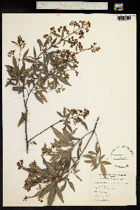 Ceratopetalum gummiferum image