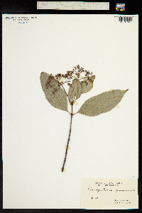 Ceratopetalum gummiferum image