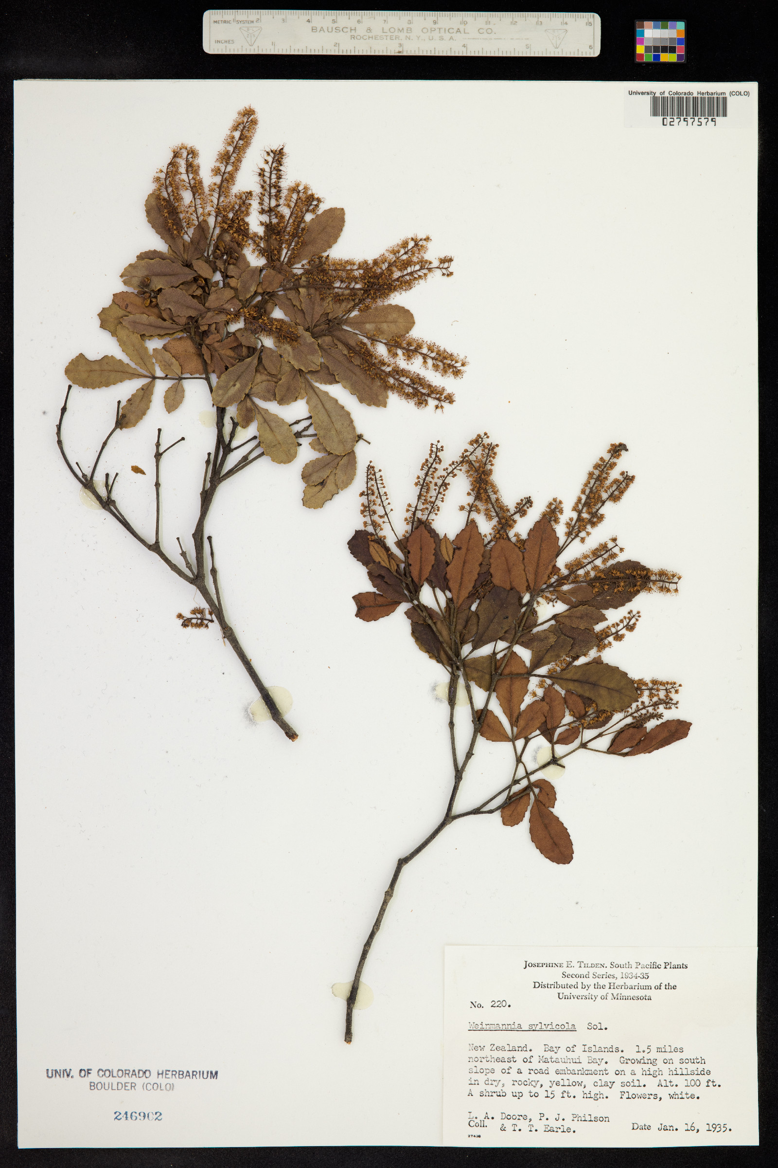 Weinmannia sylvicola image