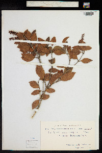 Weinmannia racemosa image