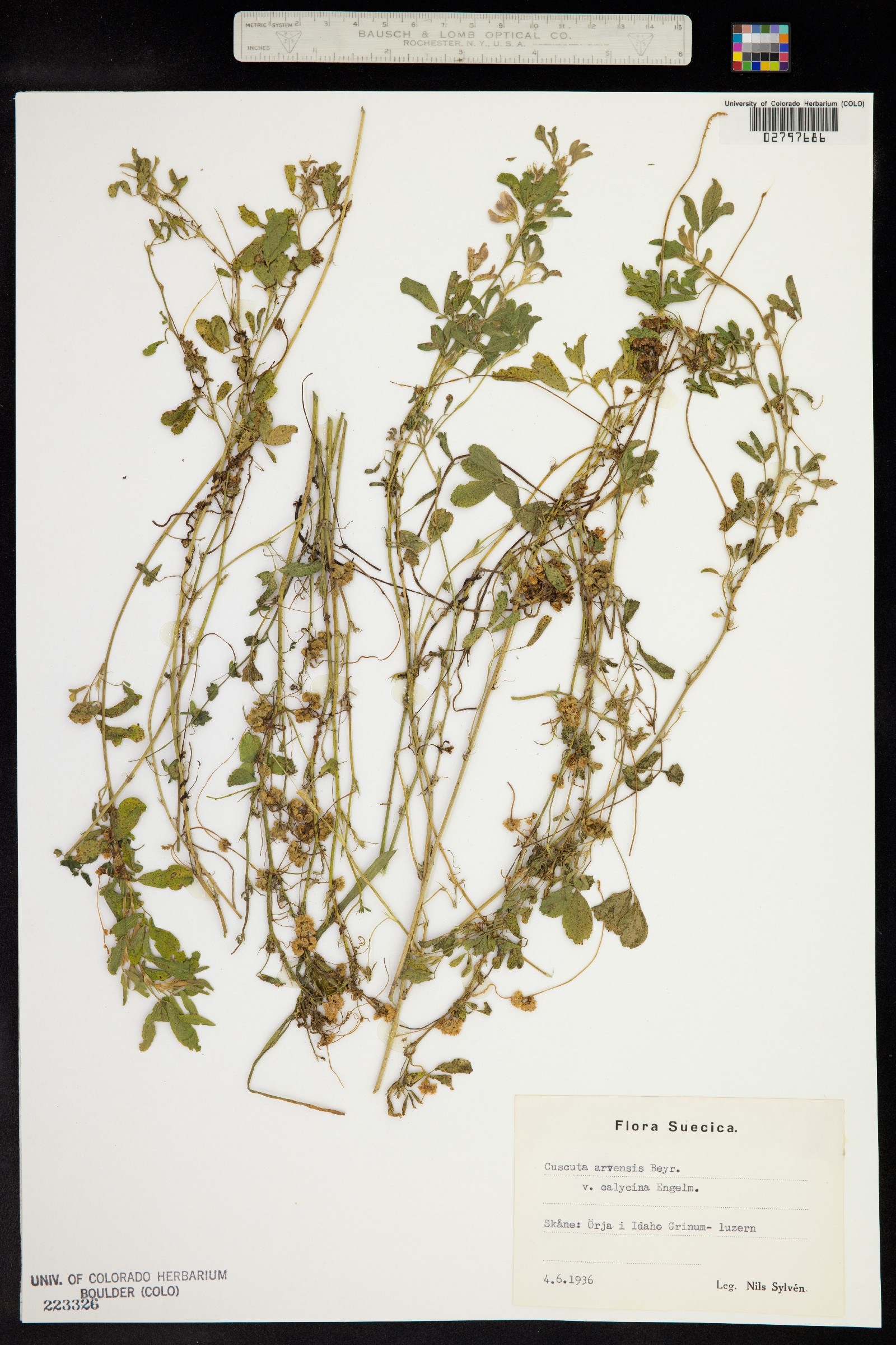 Cuscuta pentagona image