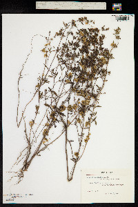 Cuscuta australis image