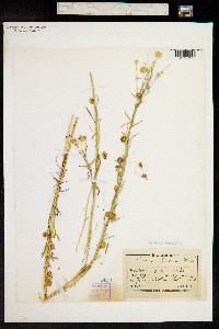 Image of Cuscuta epilinum