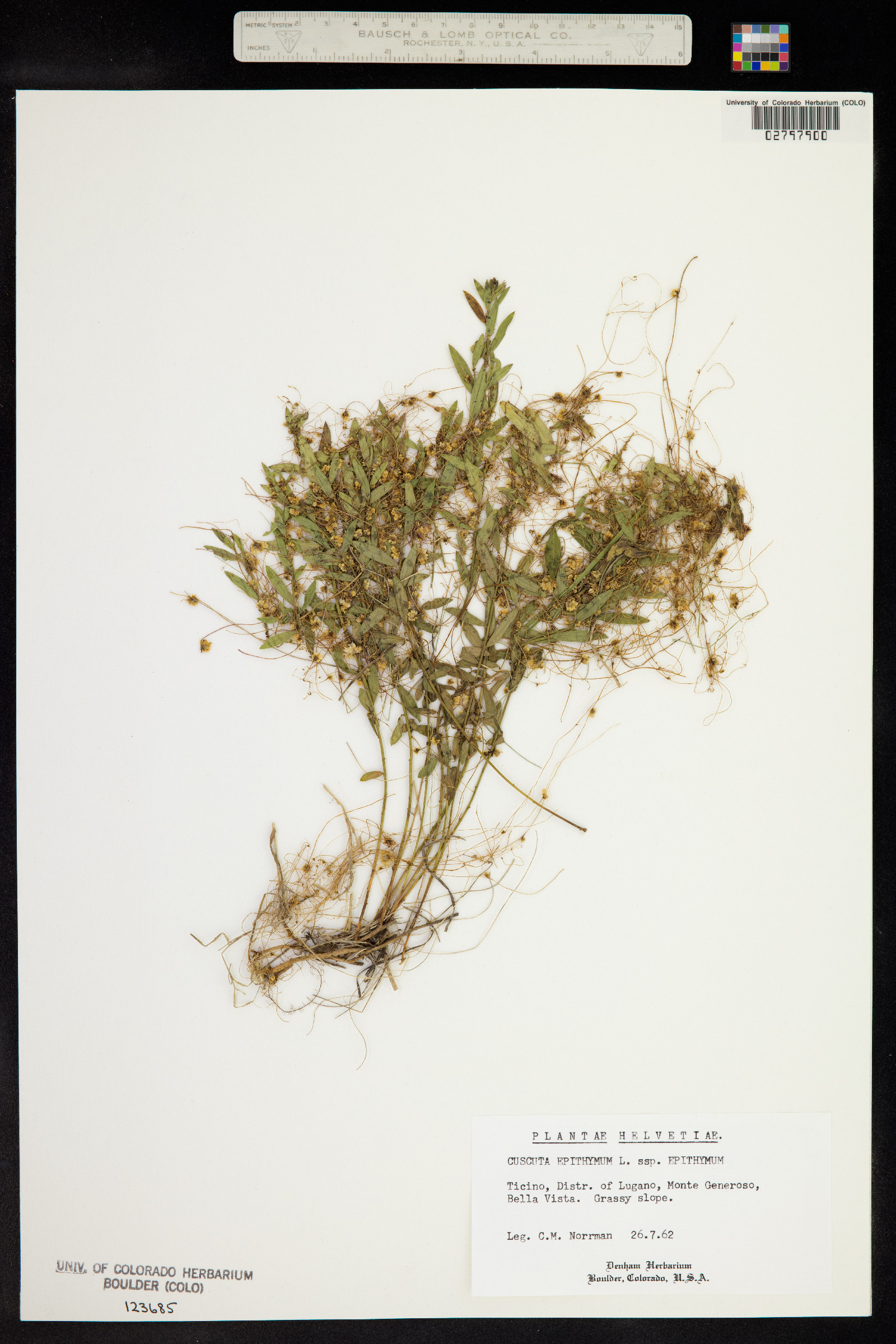 Cuscuta epithymum image