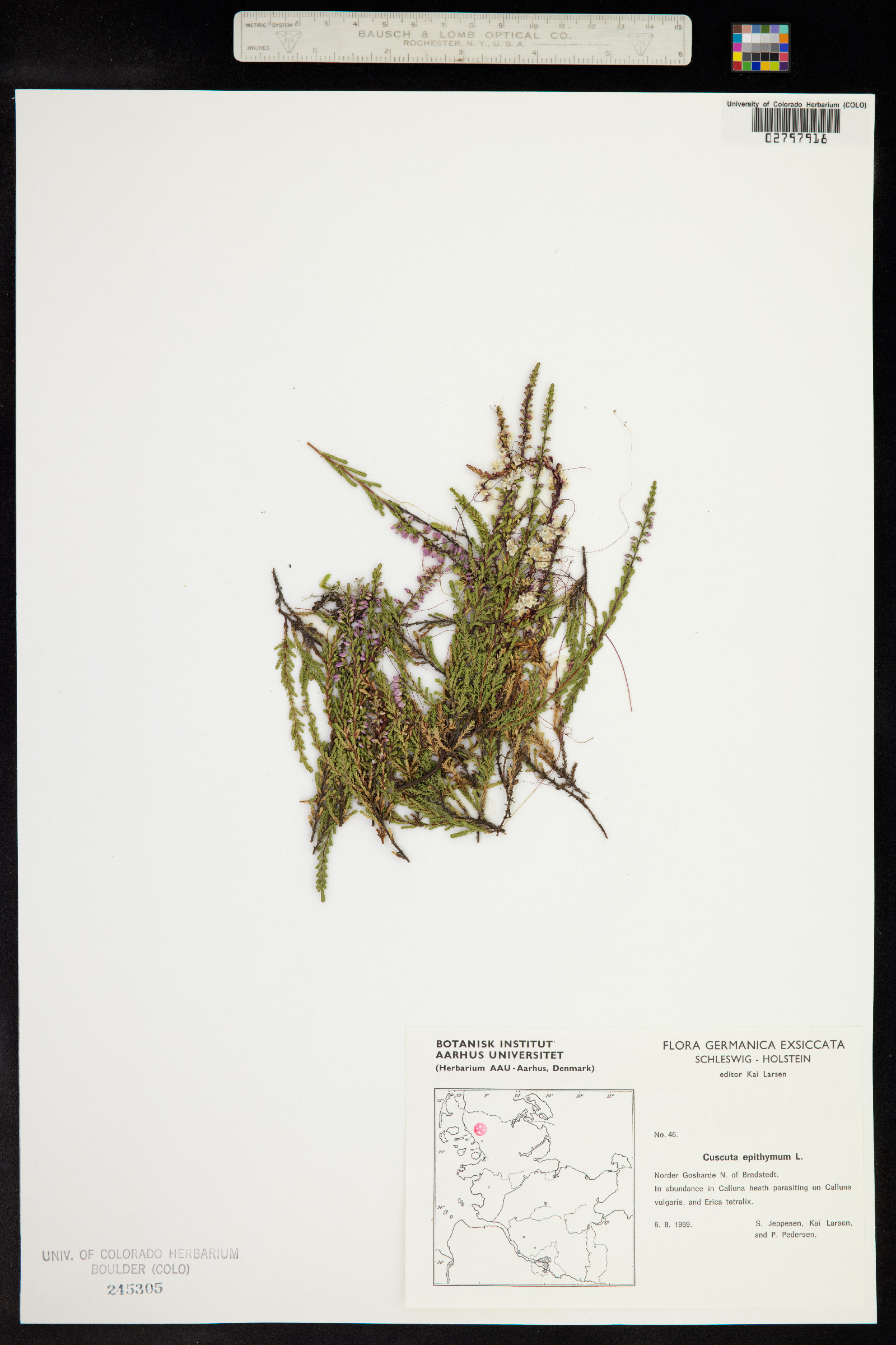 Cuscuta epithymum image