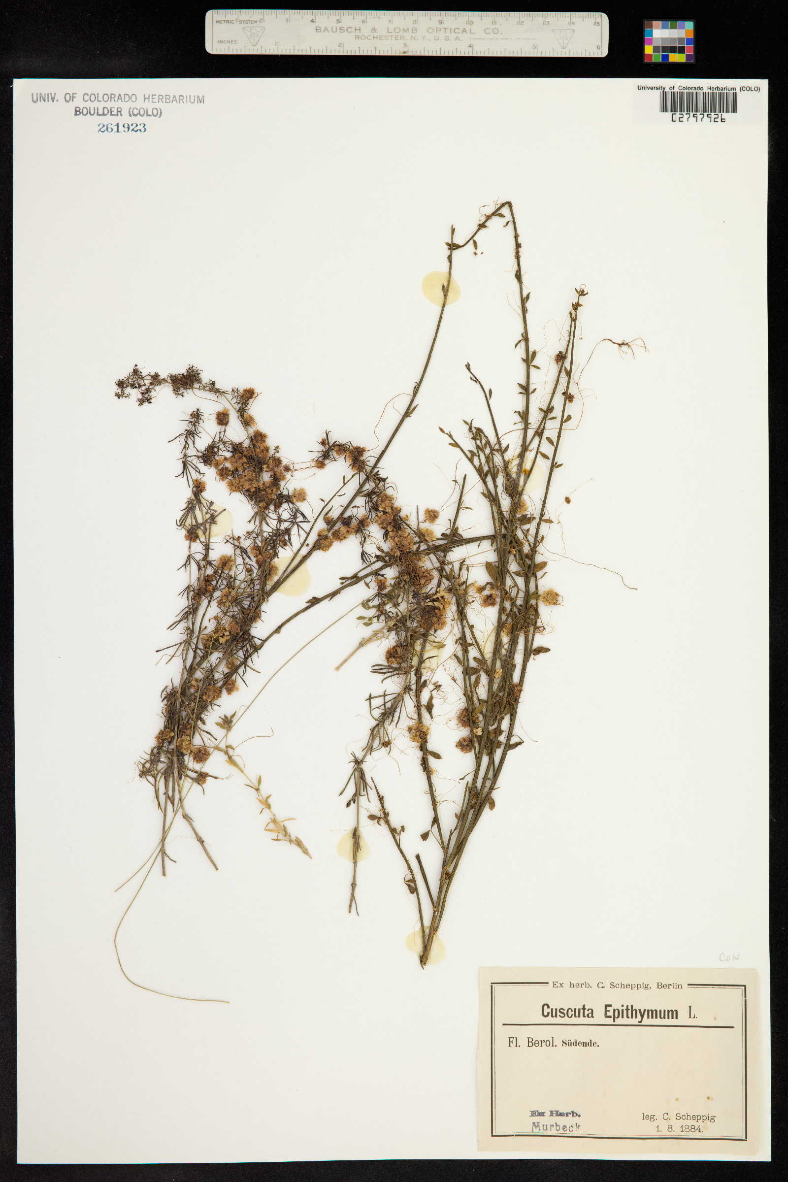 Cuscuta epithymum image
