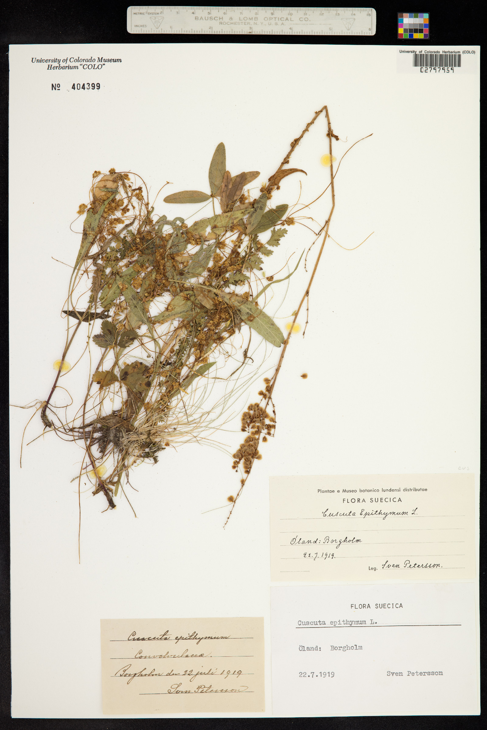 Cuscuta epithymum image