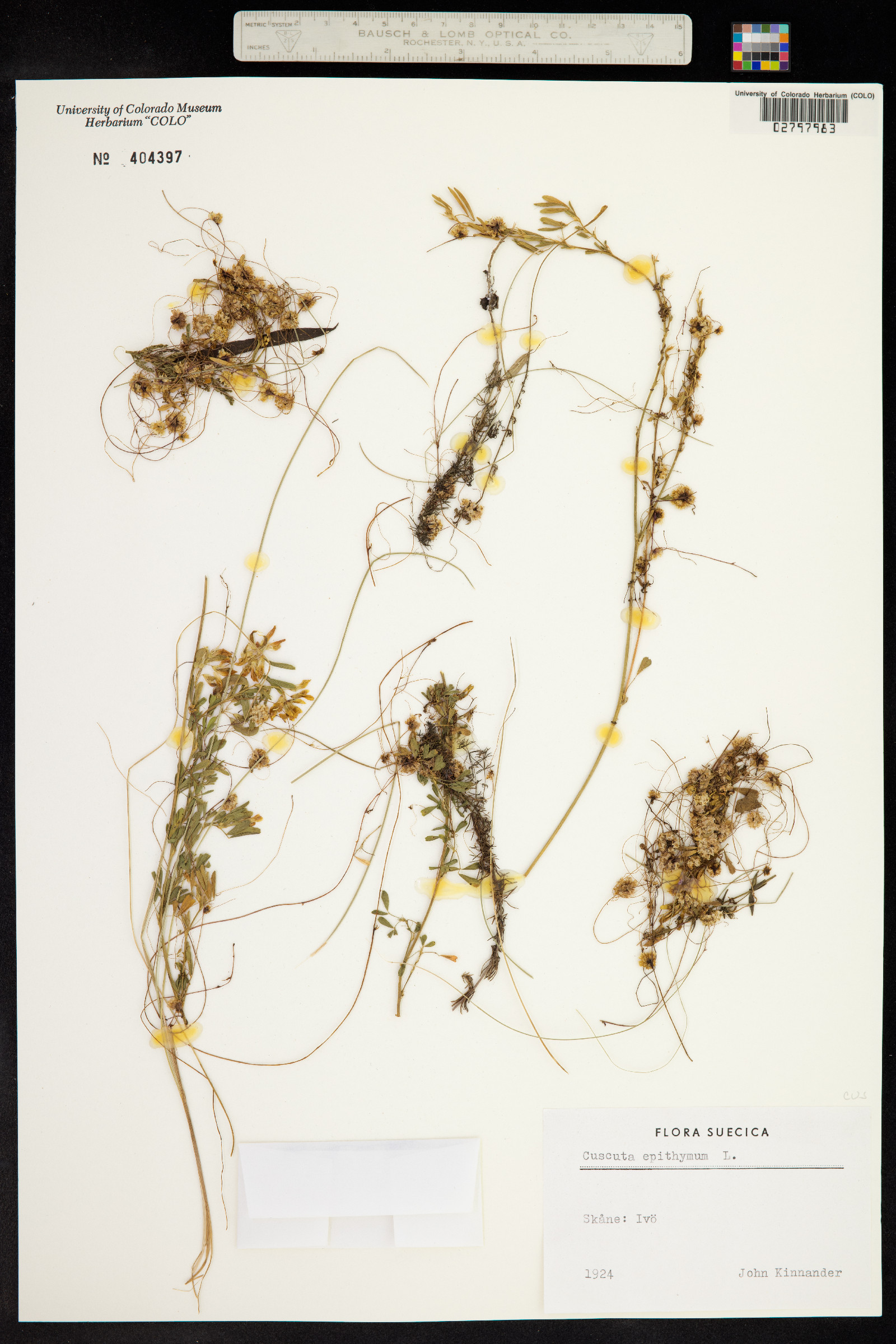 Cuscuta epithymum image