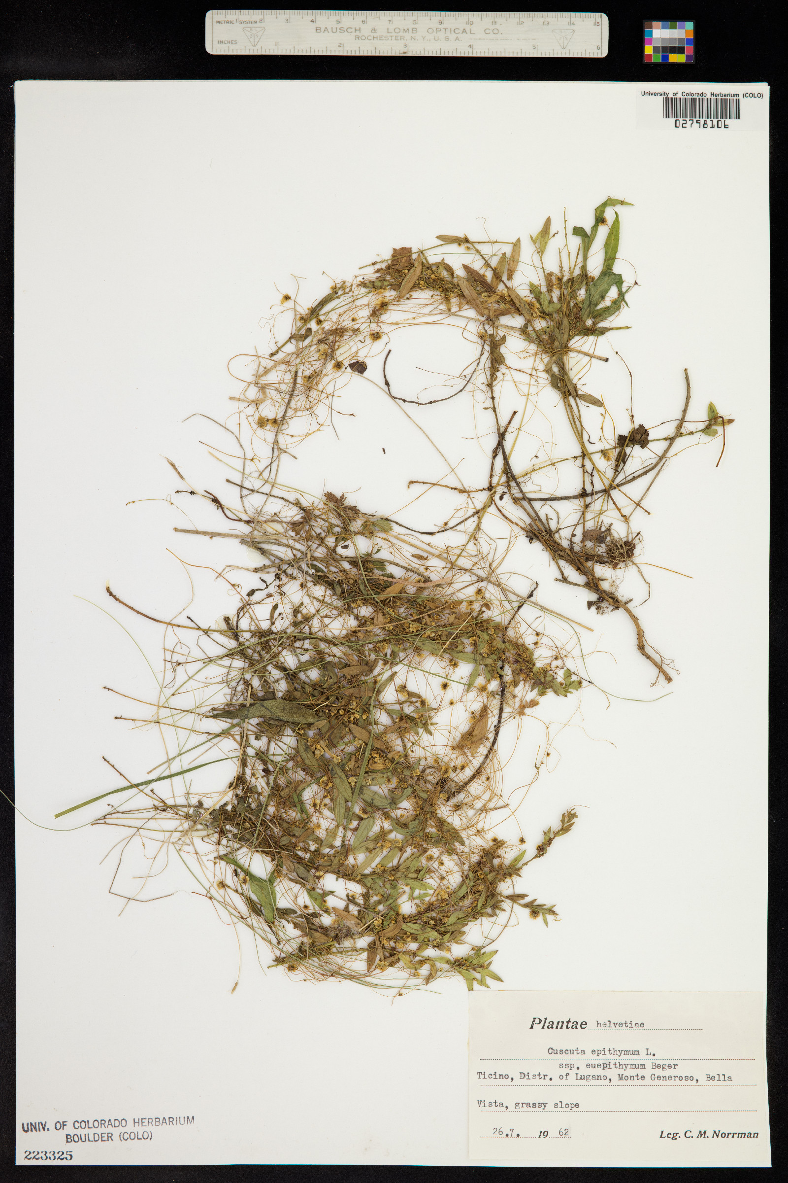 Cuscuta epithymum image