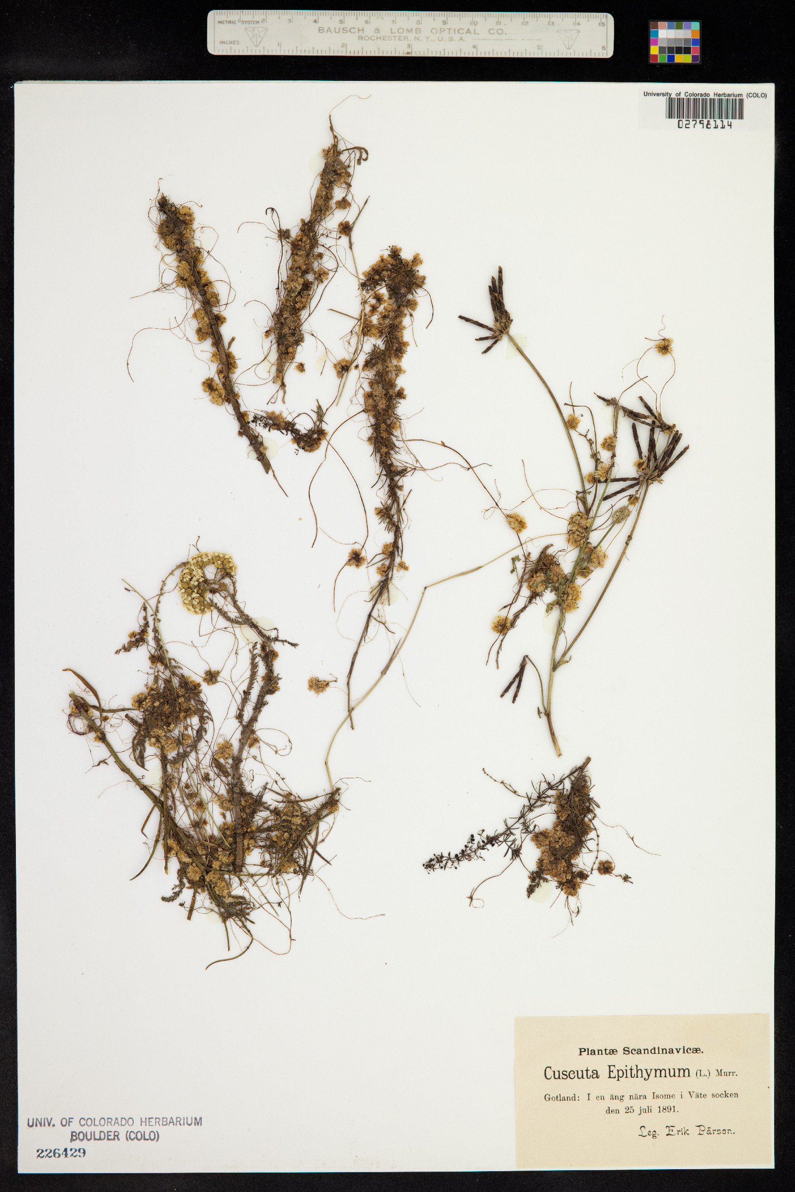 Cuscuta epithymum image