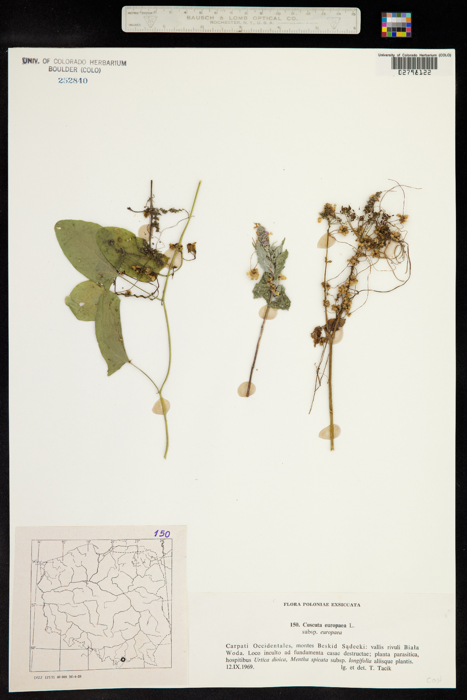 Cuscuta europaea image