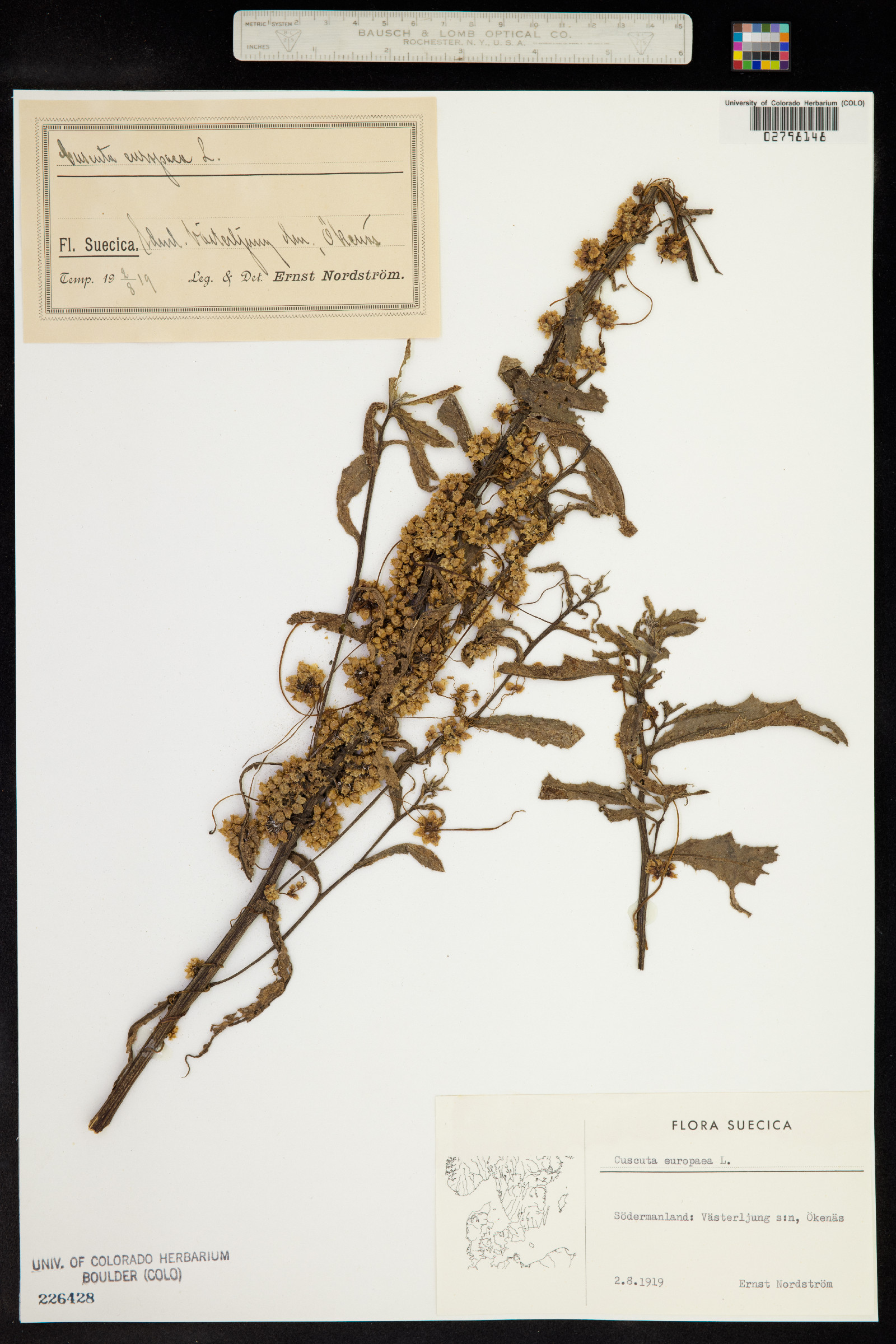 Cuscuta europaea image