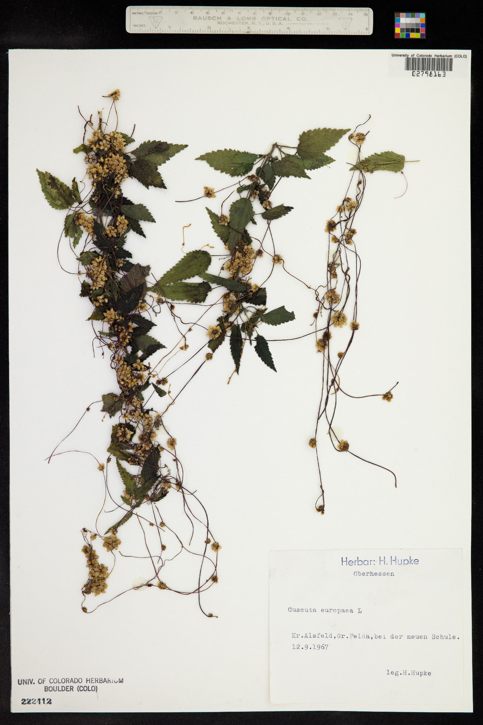 Cuscuta europaea image