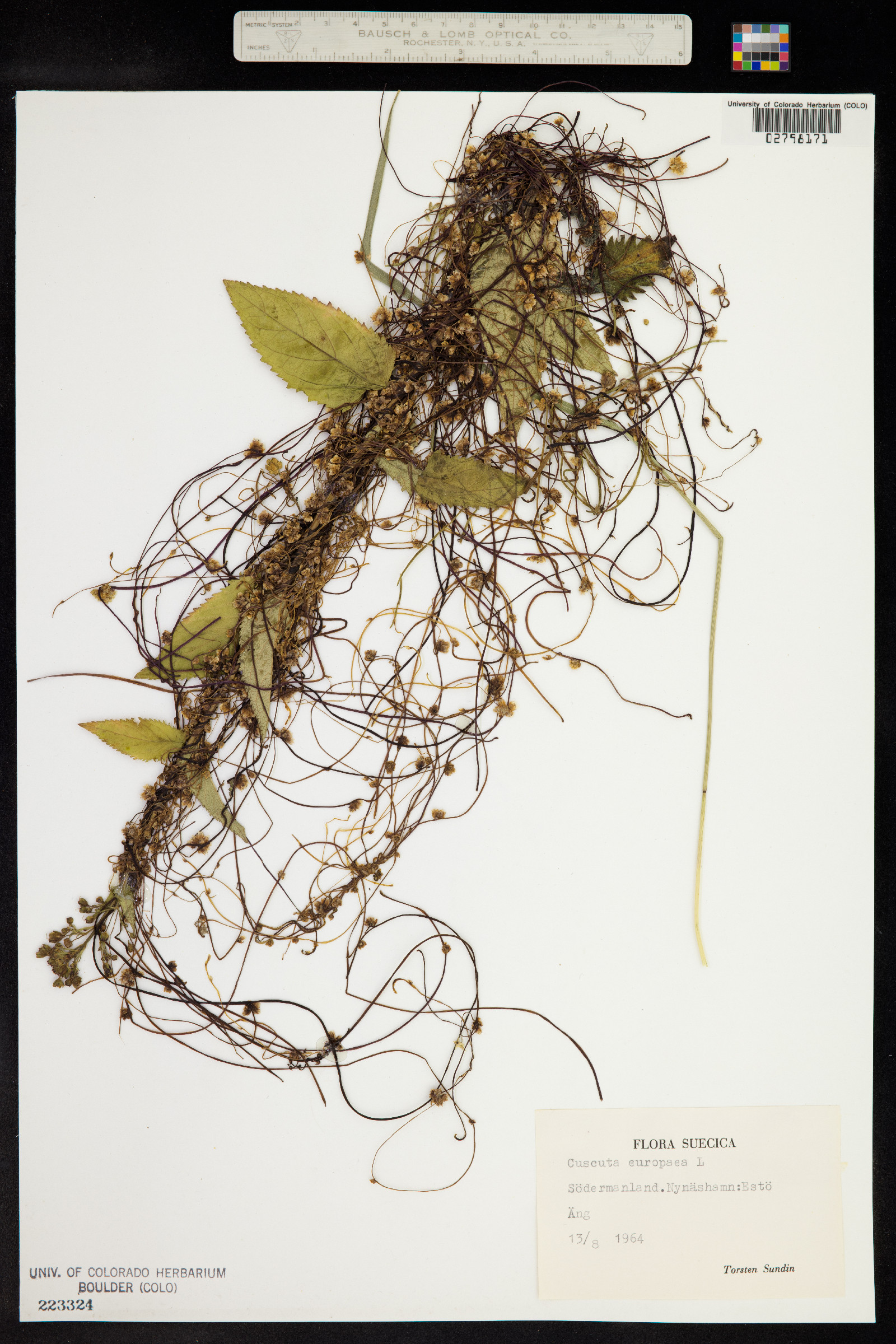 Cuscuta europaea image
