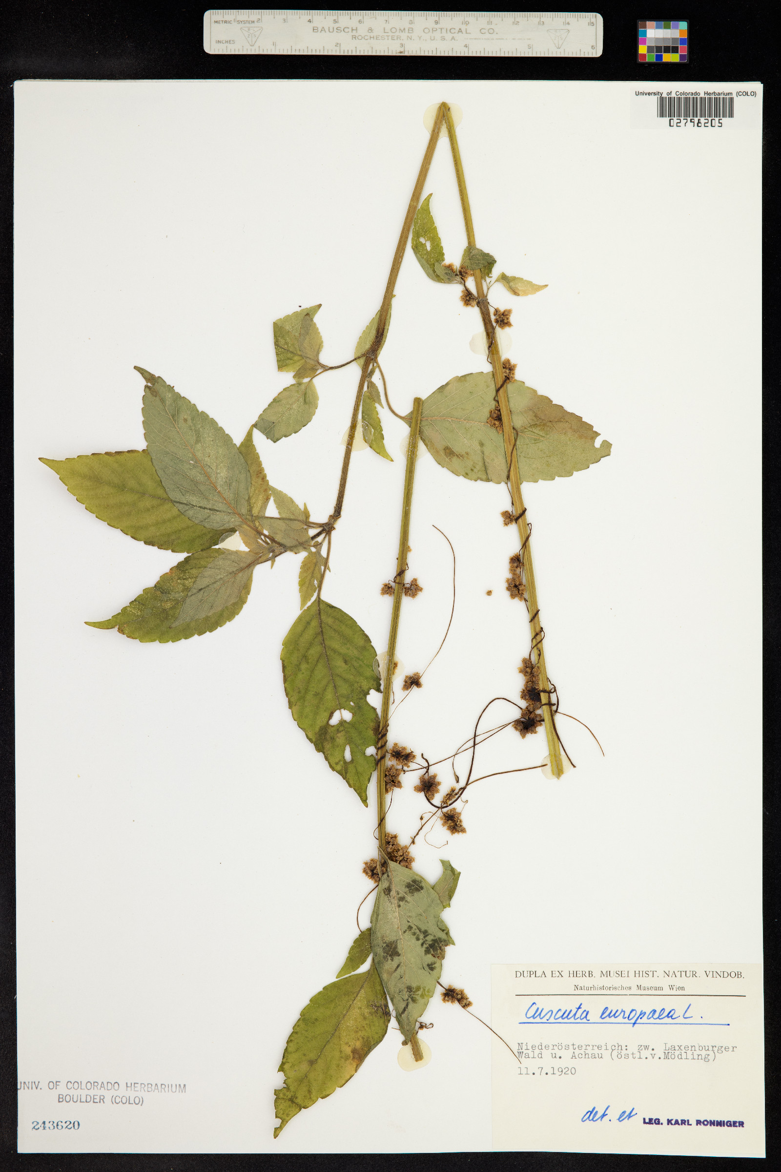 Cuscuta europaea image