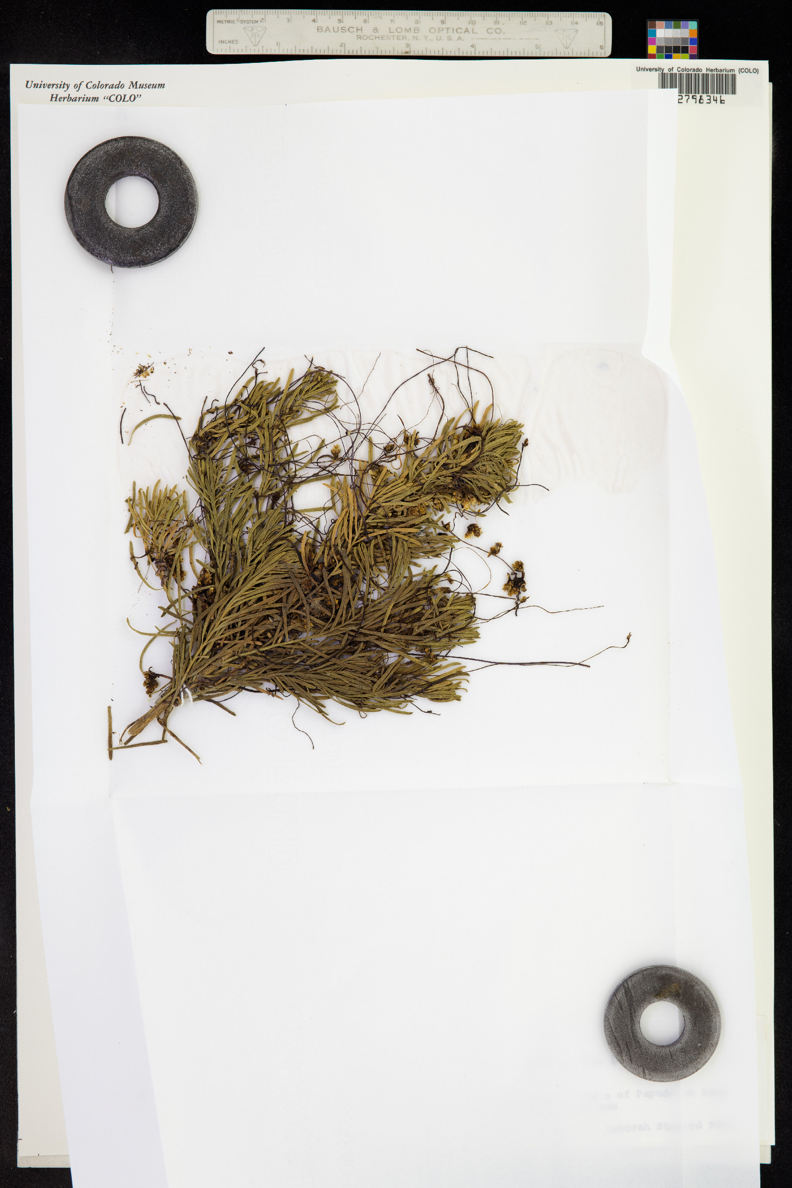Cuscuta odorata image