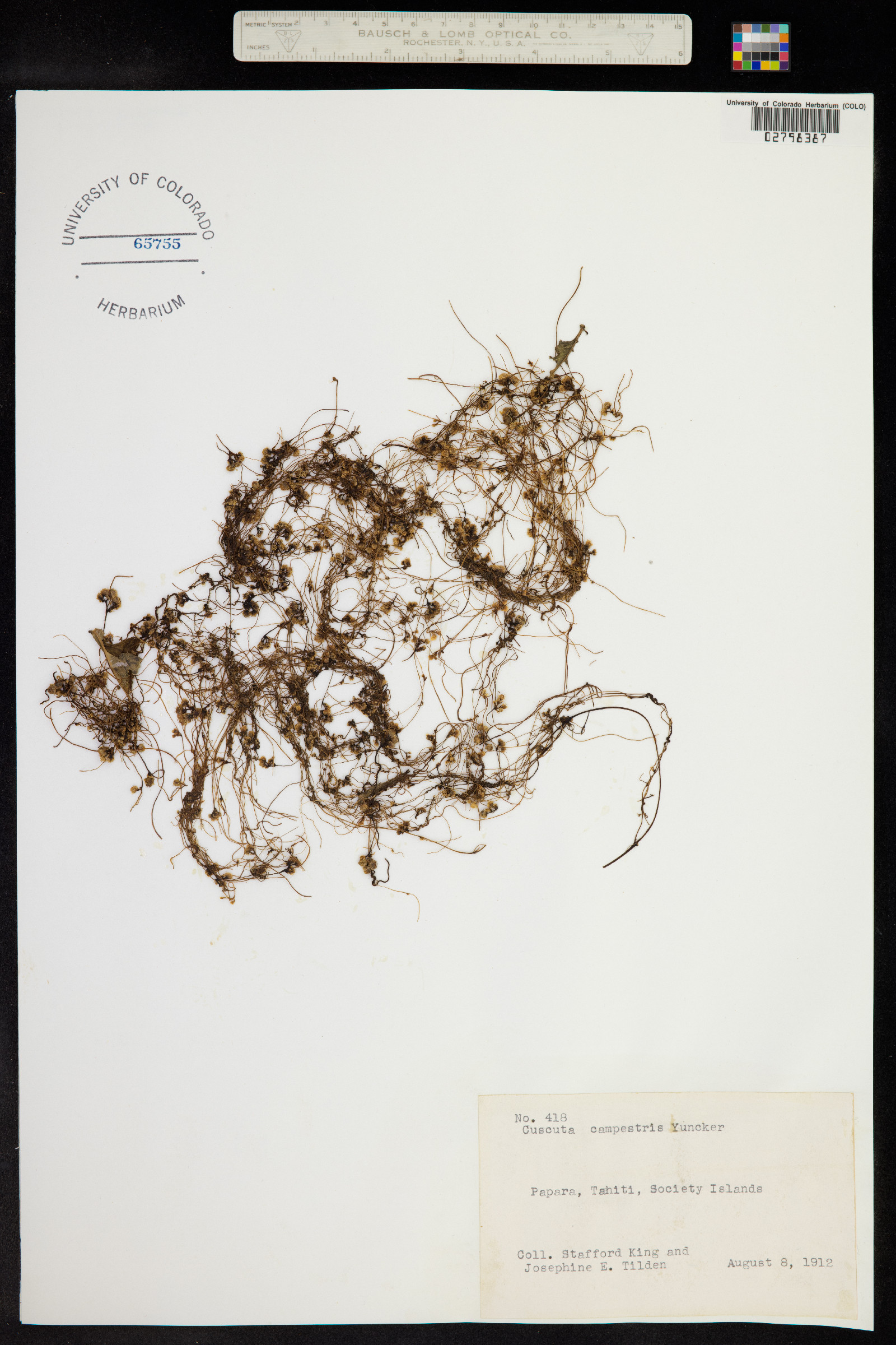 Cuscuta campestris image