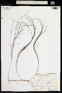 Image of Syringodium isoetifolium