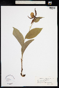 Cypripedium calceolus image