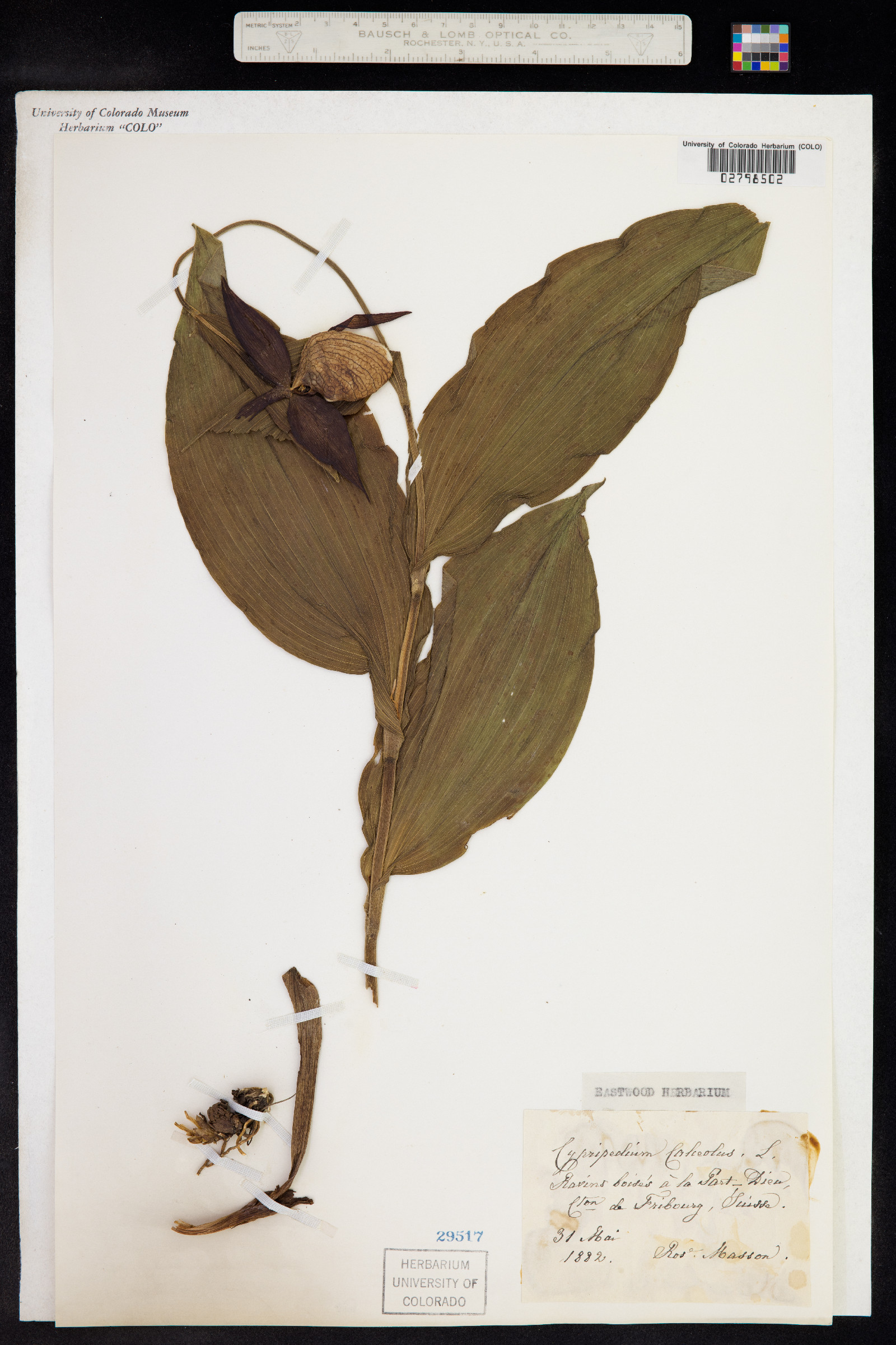 Cypripedium calceolus image