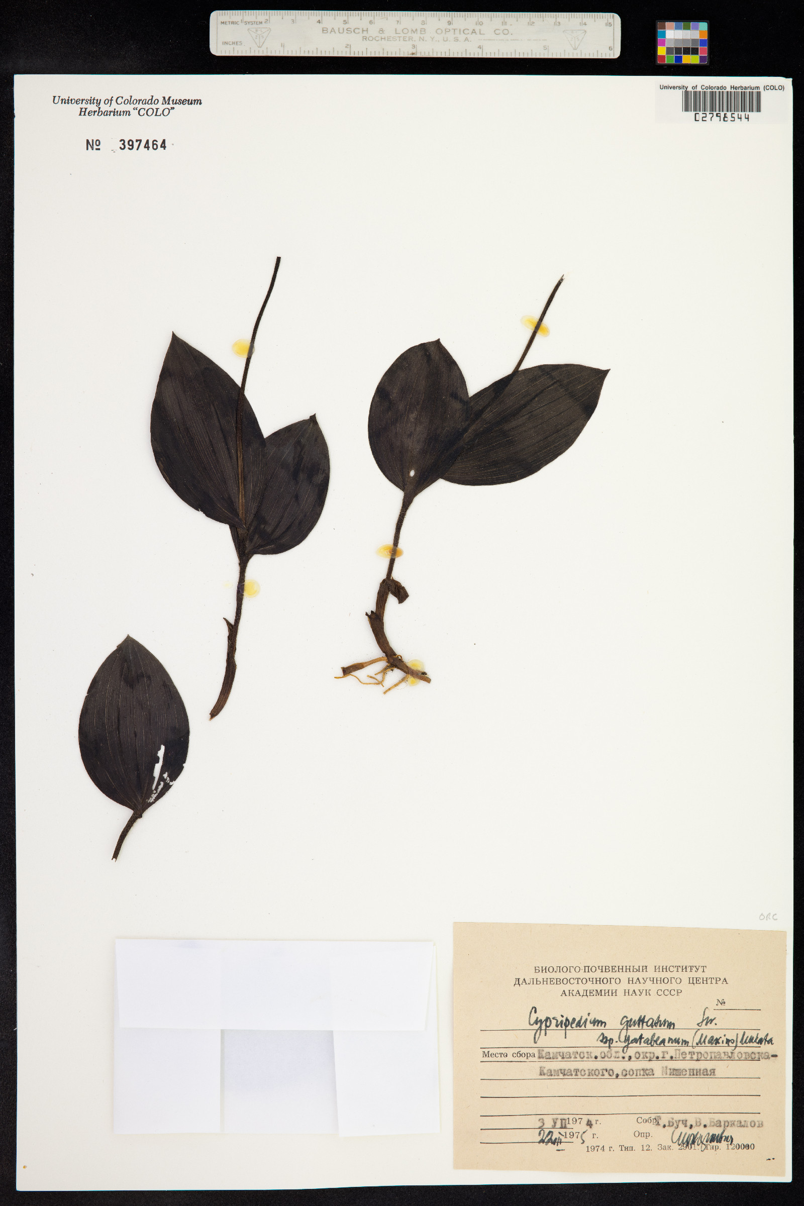 Cypripedium guttatum image