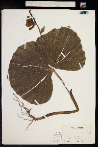 Cypripedium japonicum image