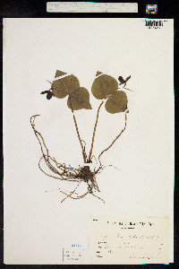 Cypripedium debile image