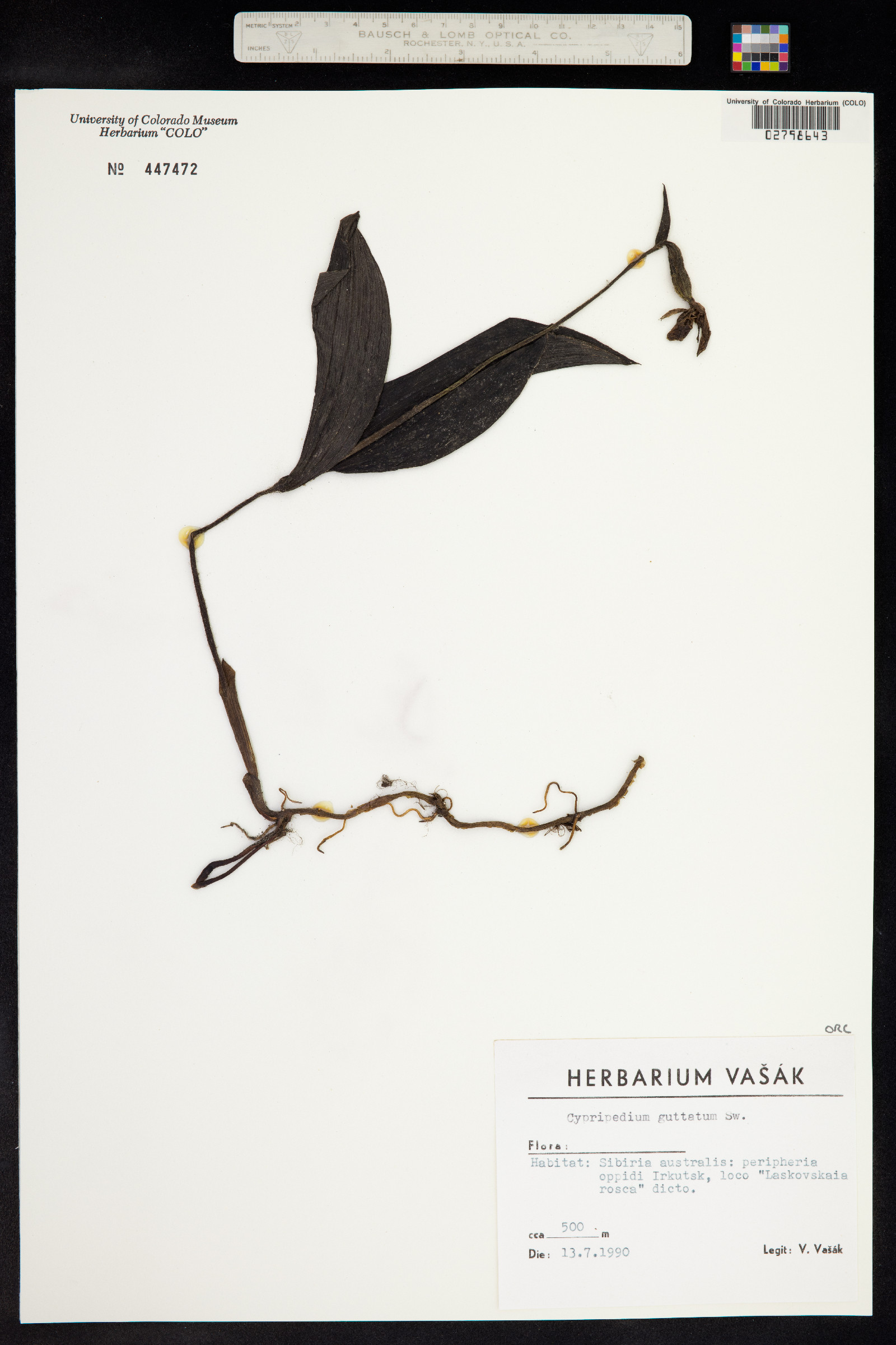 Cypripedium guttatum image