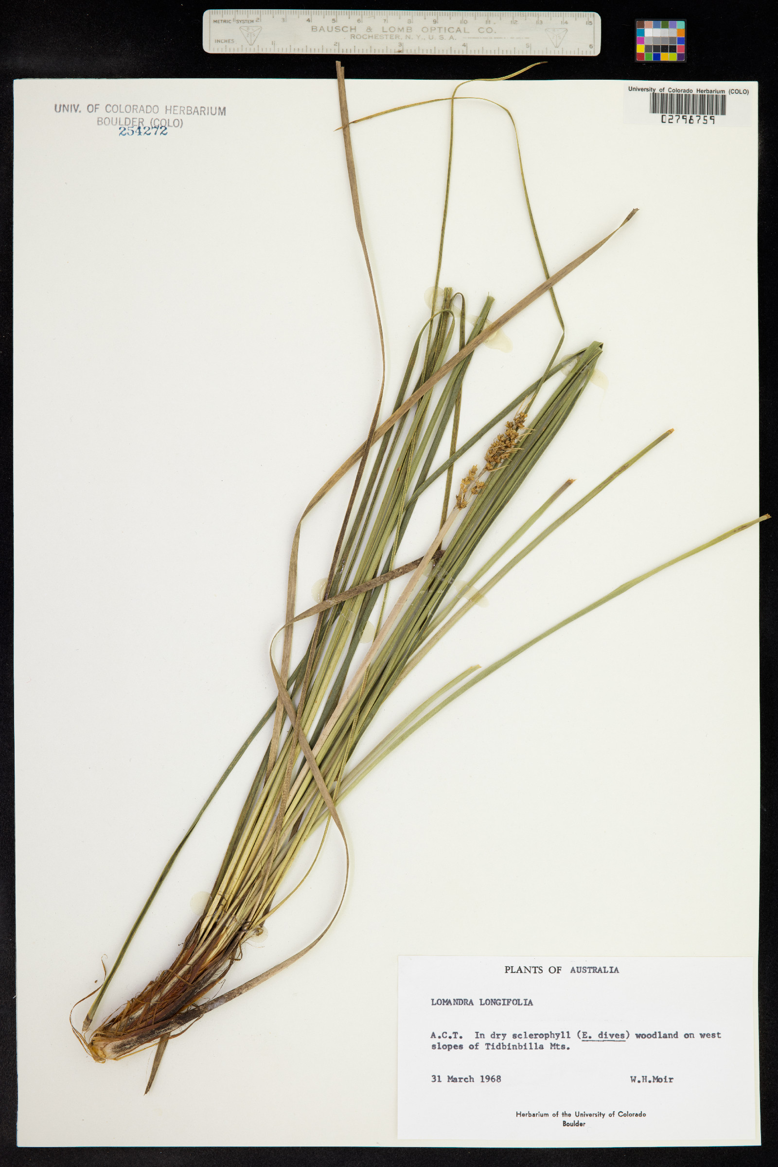 Lomandra longifolia image