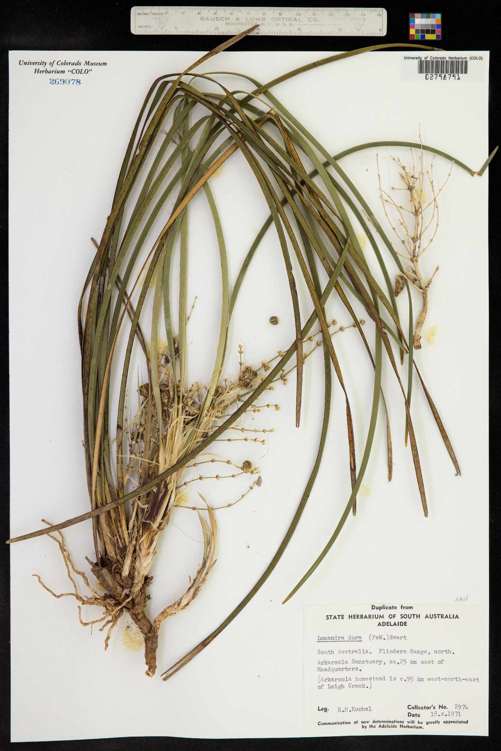 Lomandra multiflora image