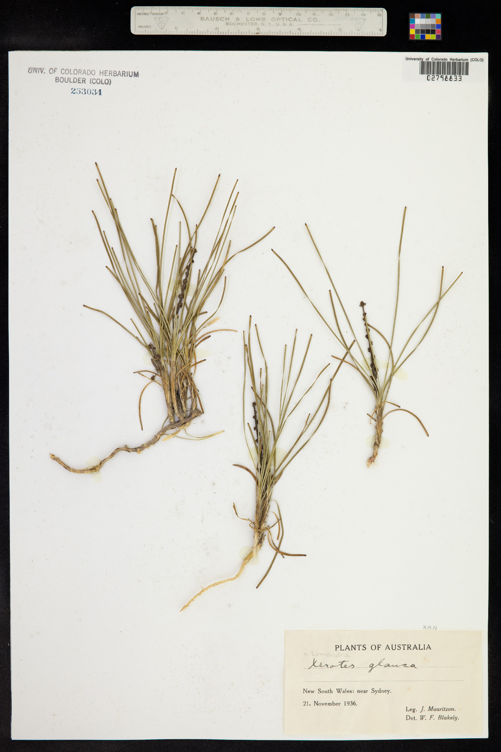 Lomandra glauca image