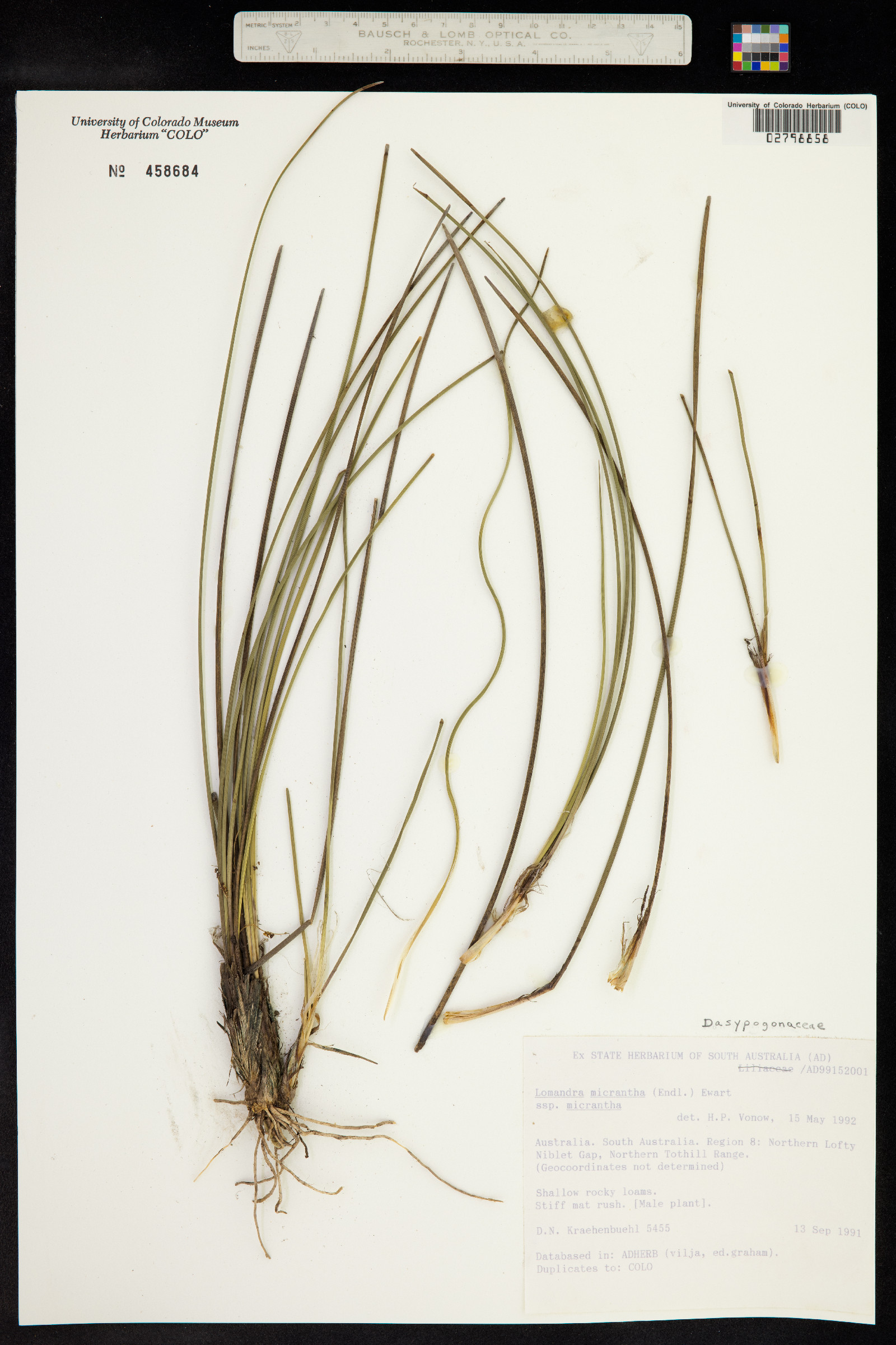 Lomandra micrantha image