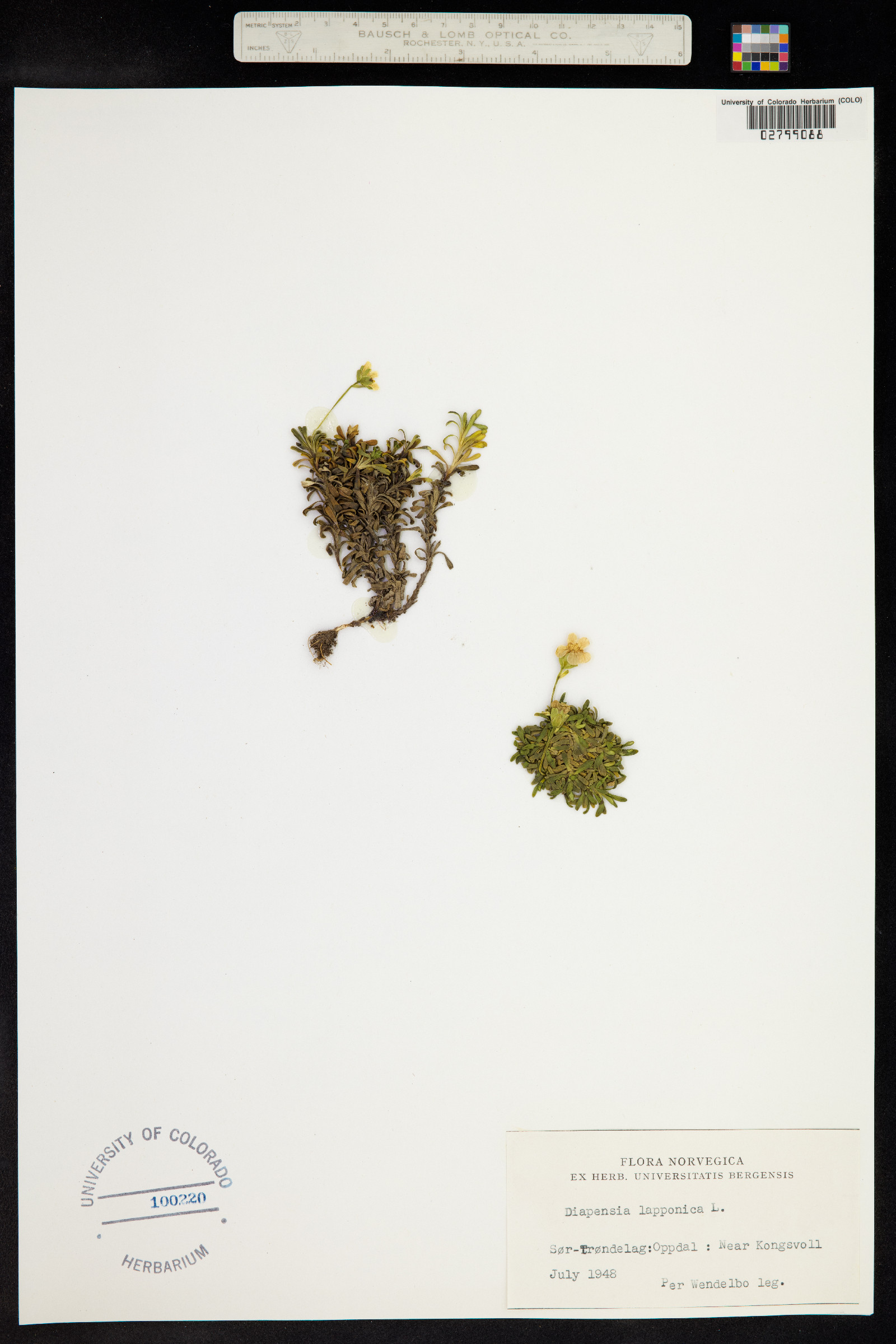 Diapensia lapponica image