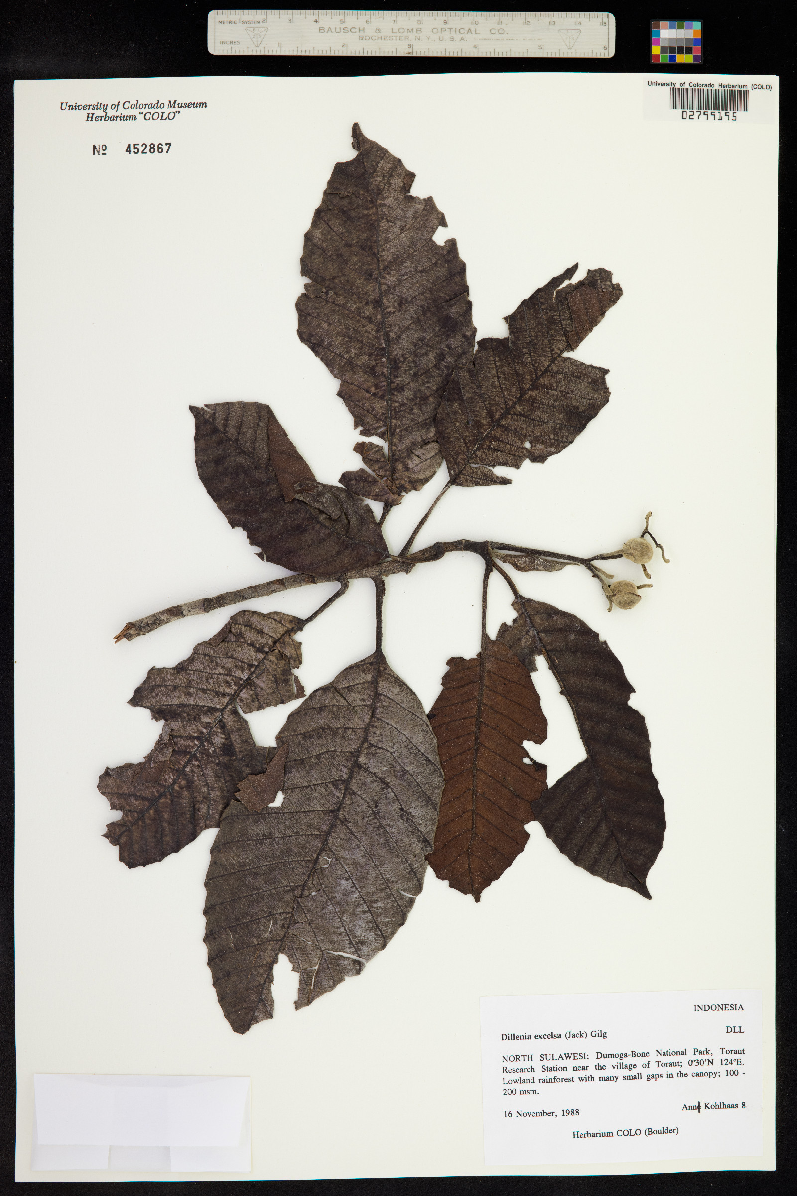 Dillenia excelsa image