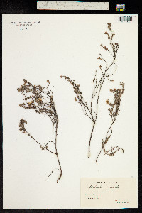 Hibbertia stricta image