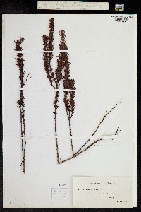 Hibbertia fasciculata image