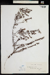 Hibbertia procumbens image