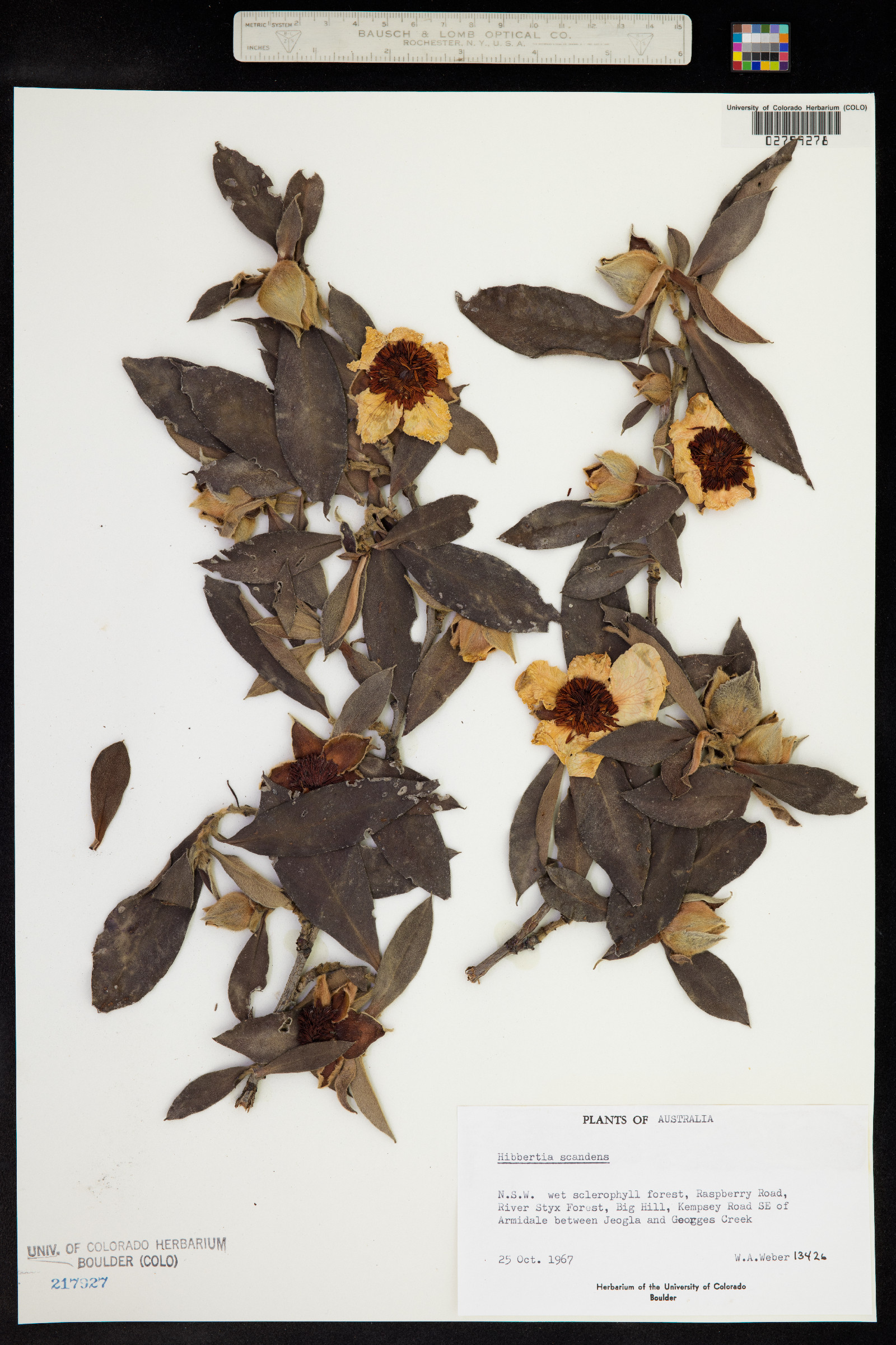 Hibbertia scandens image